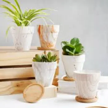 Natural Decorative Plants